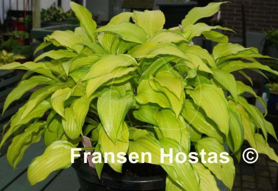 Hosta Chinese Sunrise